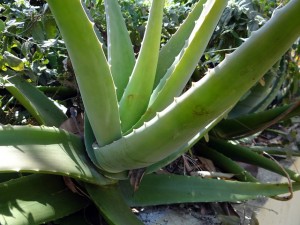 aloe-vera-262725_640