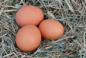 egg-1175620_640